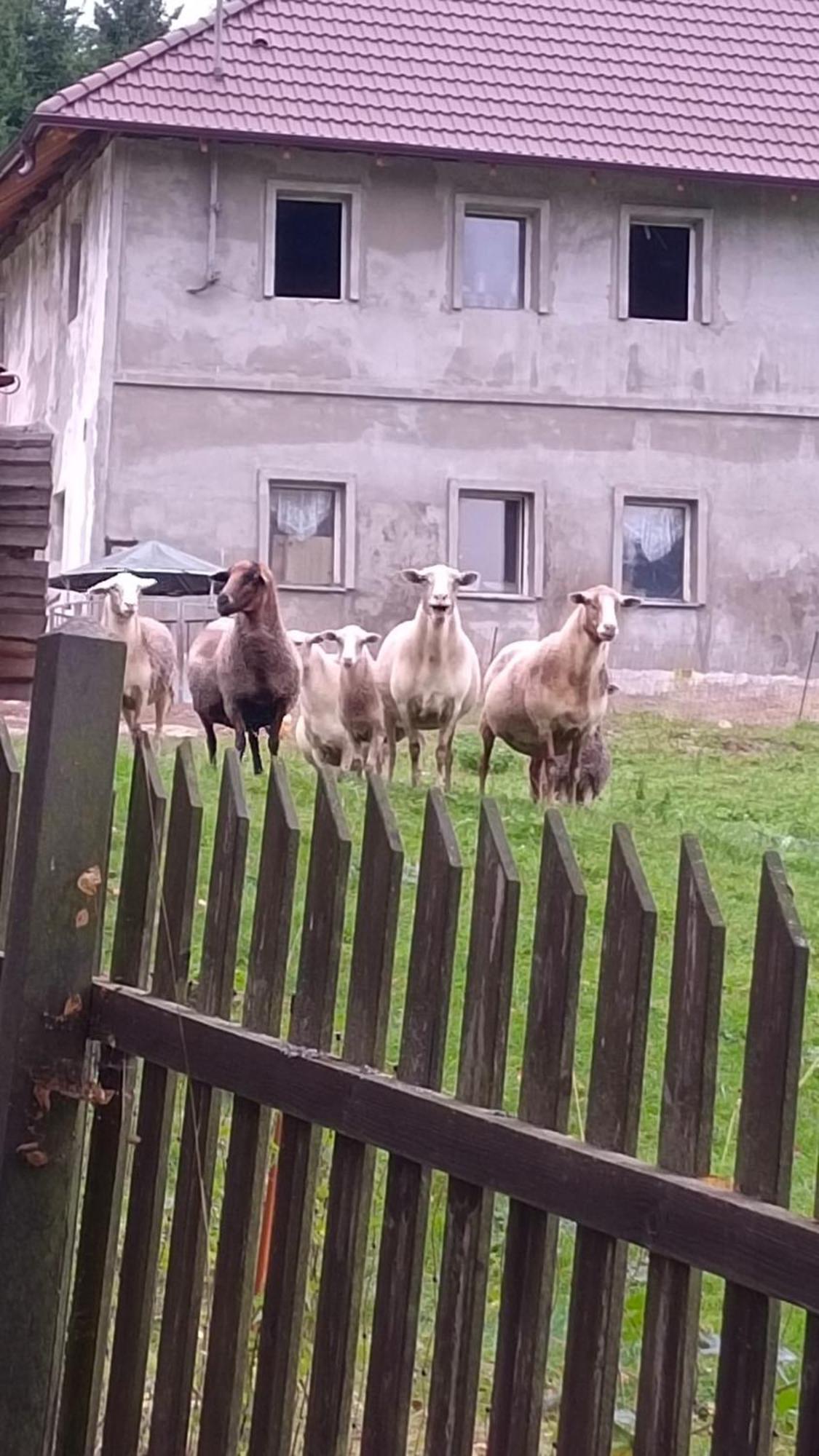 Hotel Chaloupka U Jiriho Nová Pec Esterno foto